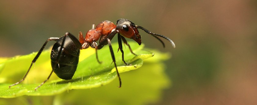 A black and red ant standing on top of a bright green leave