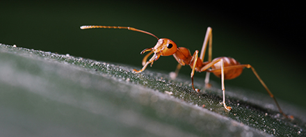 A small, red ant standing on top of a wet leaf