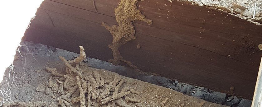 termite extermination ohio infestation tunnels southwest mud combatting colony found