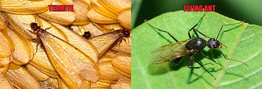 A side by side comparison of a termite and a flying ant